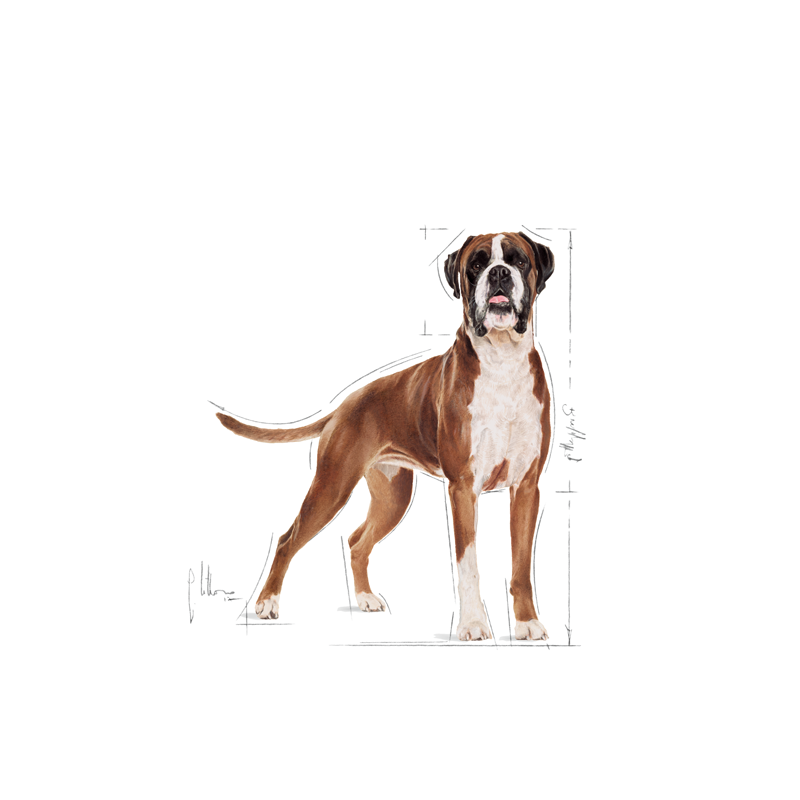 Adult Boxer 12 kg