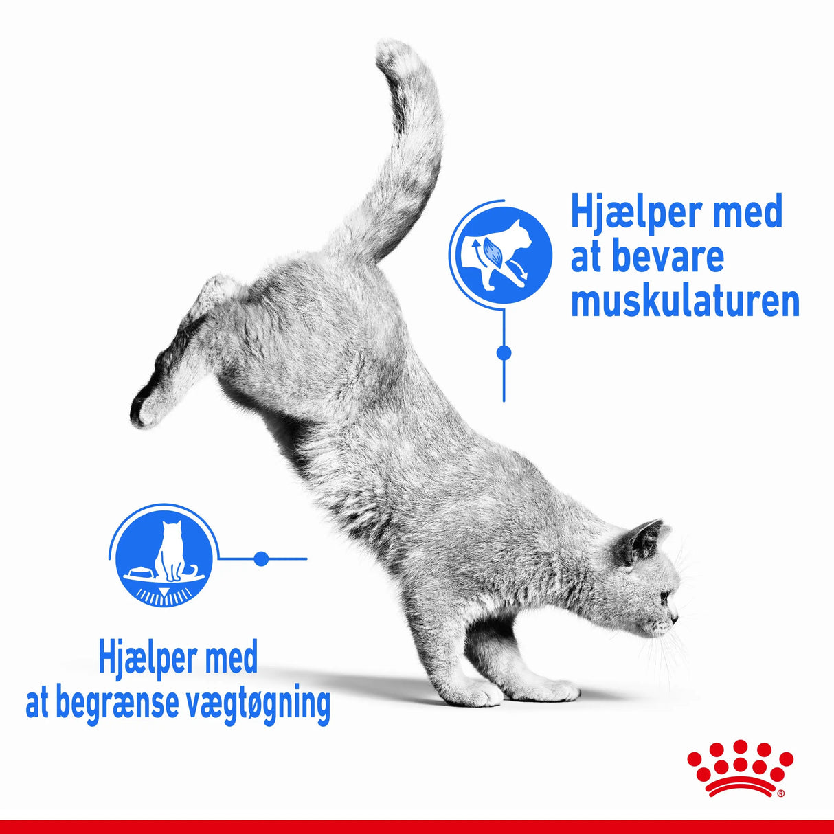 Adult Light Weight Care ROYAL CANIN