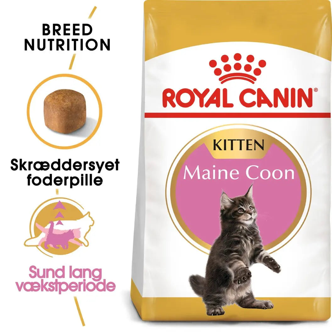 Kitten Maine Coon ROYAL CANIN