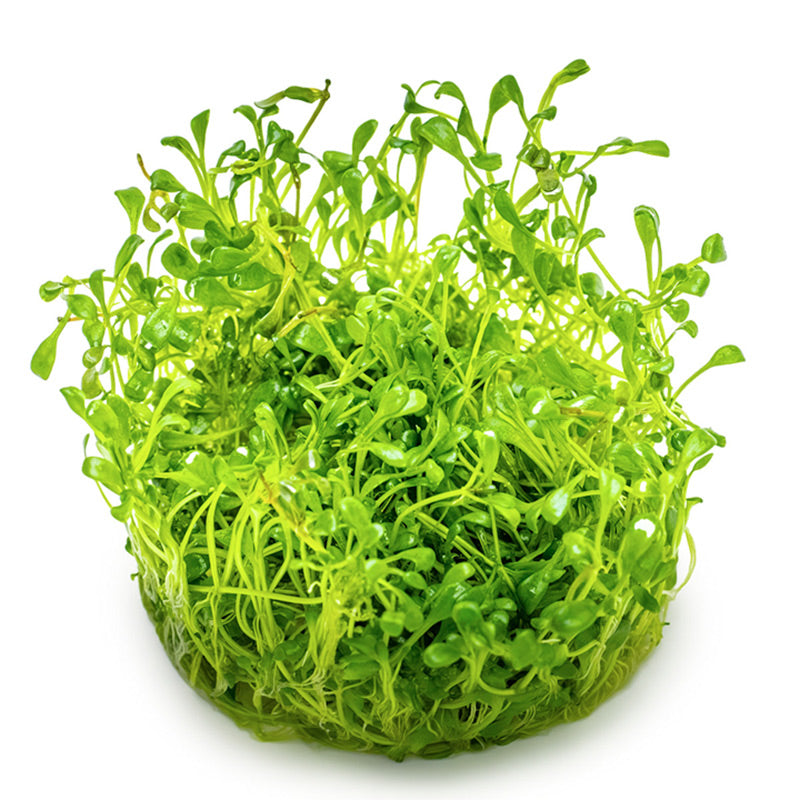Glossostigma elatinoides Nr.81-2-Grow! - Maxi Zoo Danmark