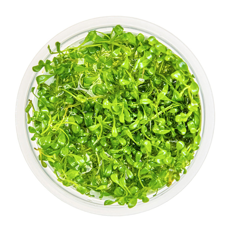 Glossostigma elatinoides Nr.81-2-Grow! - Maxi Zoo Danmark