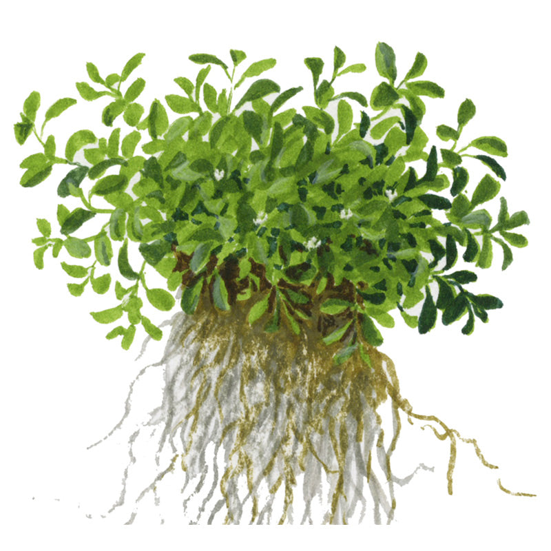 Glossostigma elatinoides Nr.81-2-Grow! - Maxi Zoo Danmark