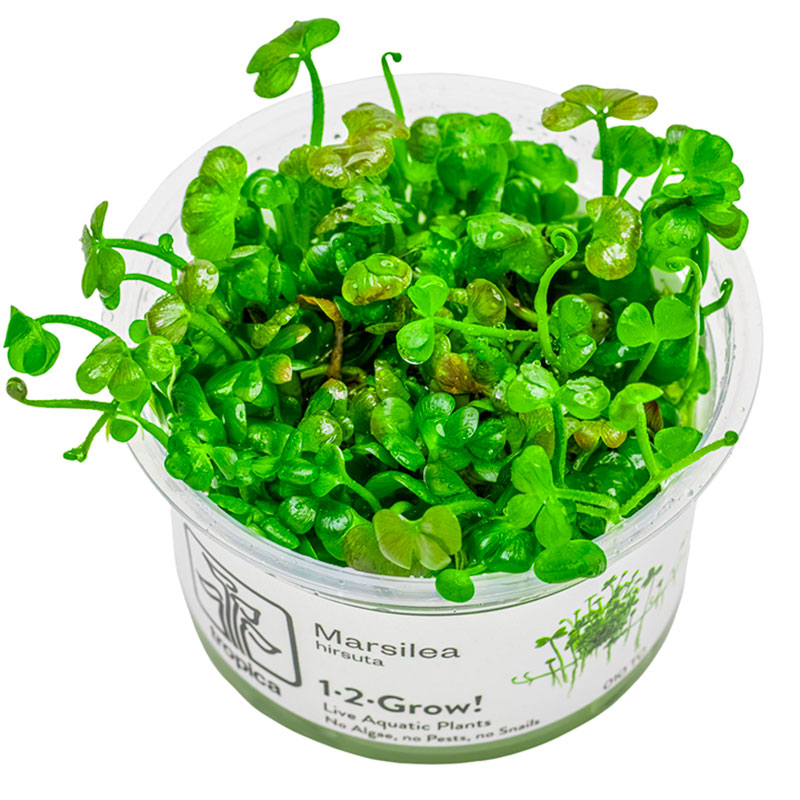 Vandplante 1-2-Grow Nr.8Marsilea Hirsuta - Maxi Zoo Danmark