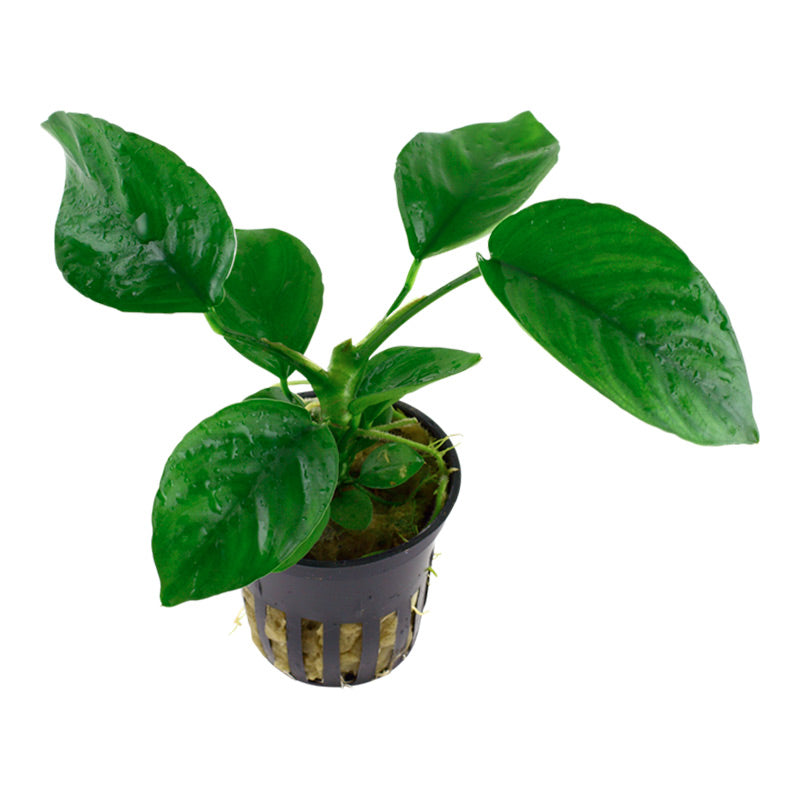 Anubias barteri var. Caladiifolia Nr.8potte - Maxi Zoo Danmark