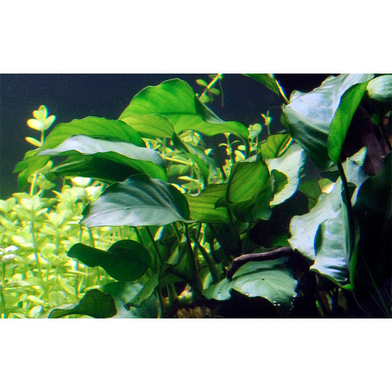 Anubias barteri var. Barteri Nr. 8 potte - Maxi Zoo Danmark