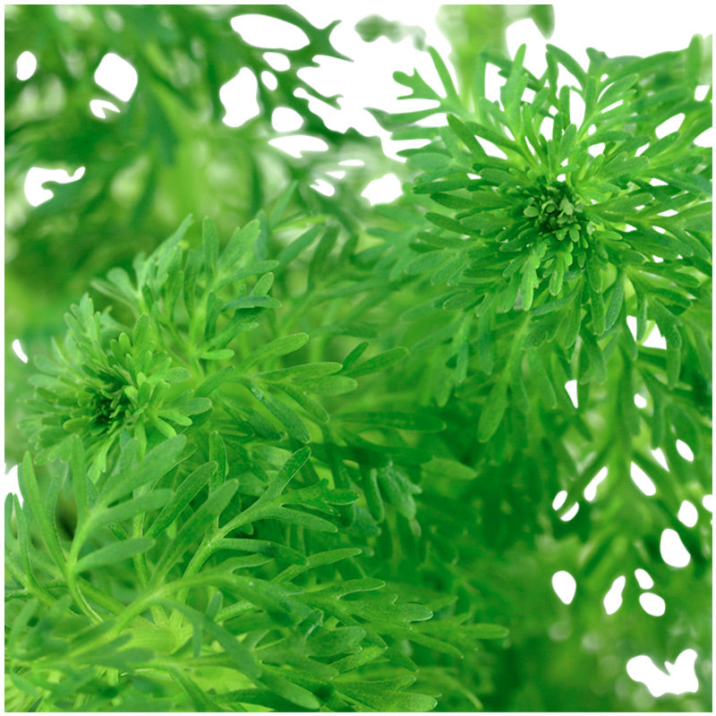 Limnophila sessiliflora Nr.6potte - Maxi Zoo Danmark
