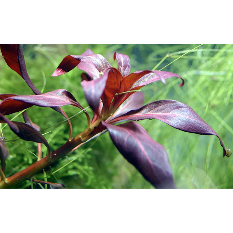 Ludwigia glandulosa Nr.5 potte - Maxi Zoo Danmark