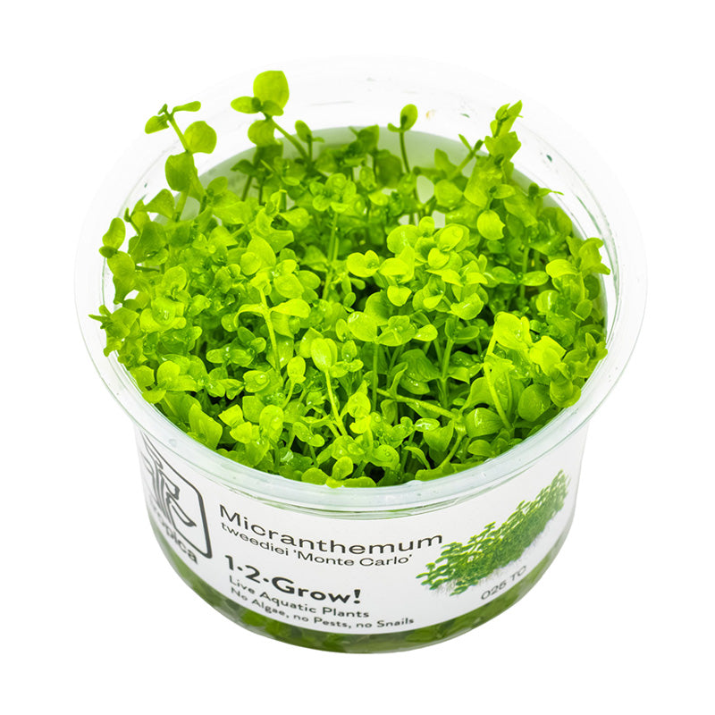 Vandplante 1-2-Grow Micranthemum Monte Carlo
