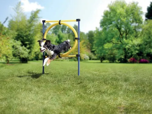 Agility-ring ca. 75x117 cm blå/gul - Maxi Zoo Danmark