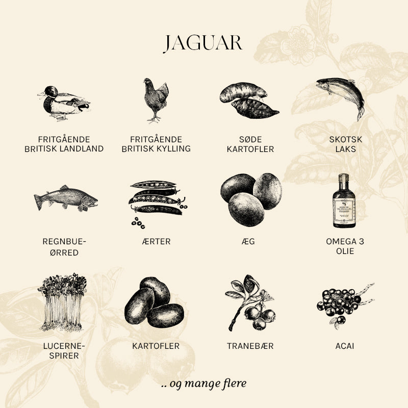 Adult The Jaguar
