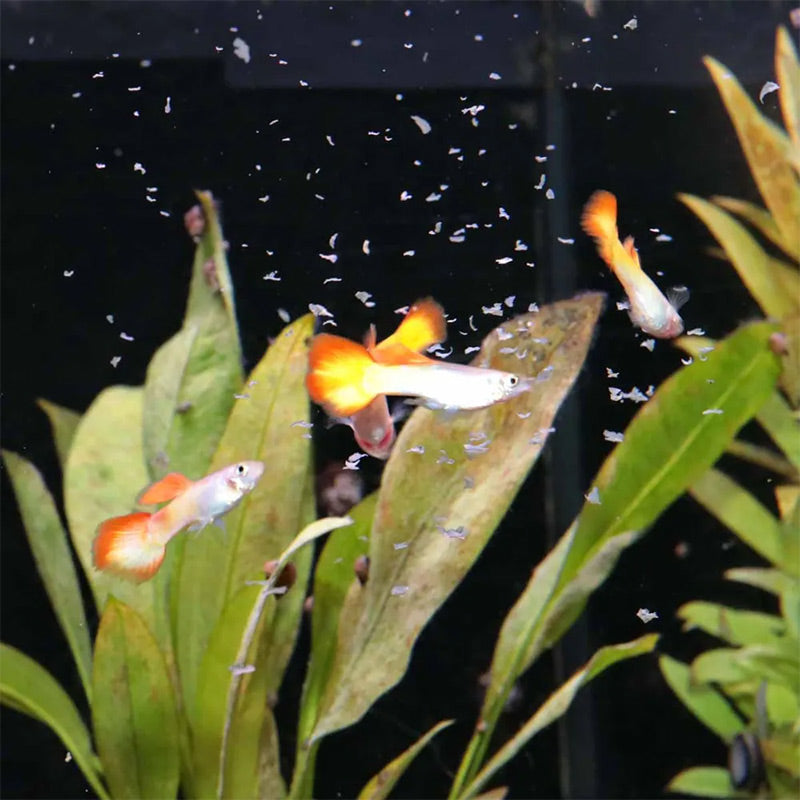 Pronovo Guppy Flager s 100 ml - Maxi Zoo Danmark