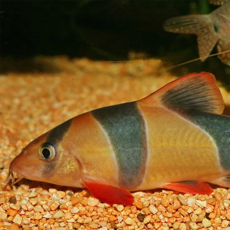 Pronovo Botia Bundtabl. m 100 ml - Maxi Zoo Danmark
