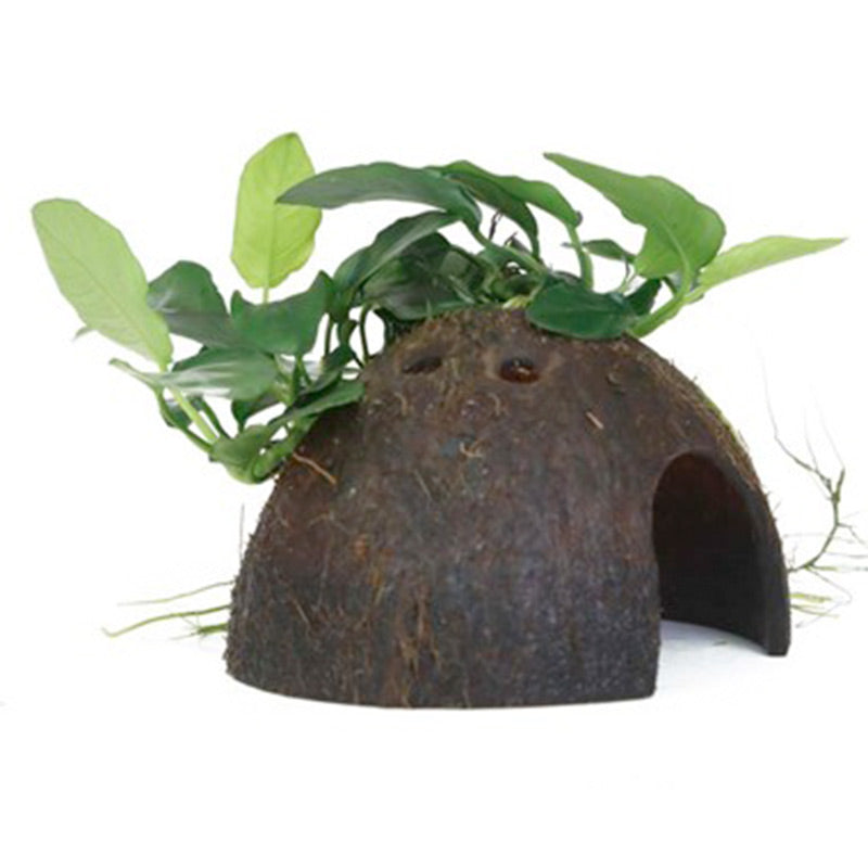 Anubias barteri var. nana på kokosnød - Maxi Zoo Danmark