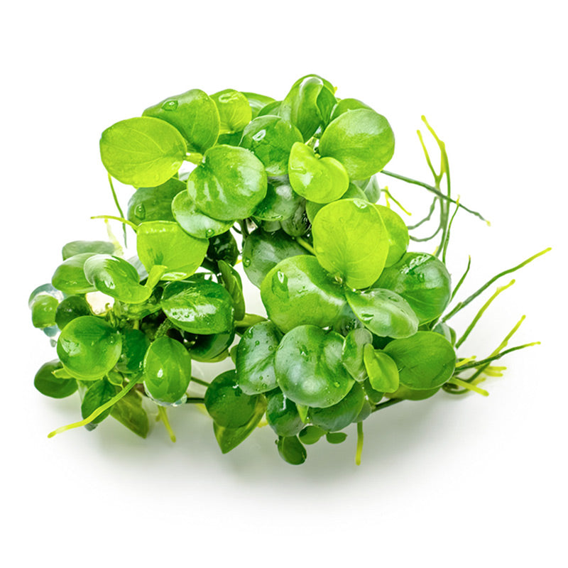 Anubias barteri 'Mini Coin' Nr.9 - Maxi Zoo Danmark