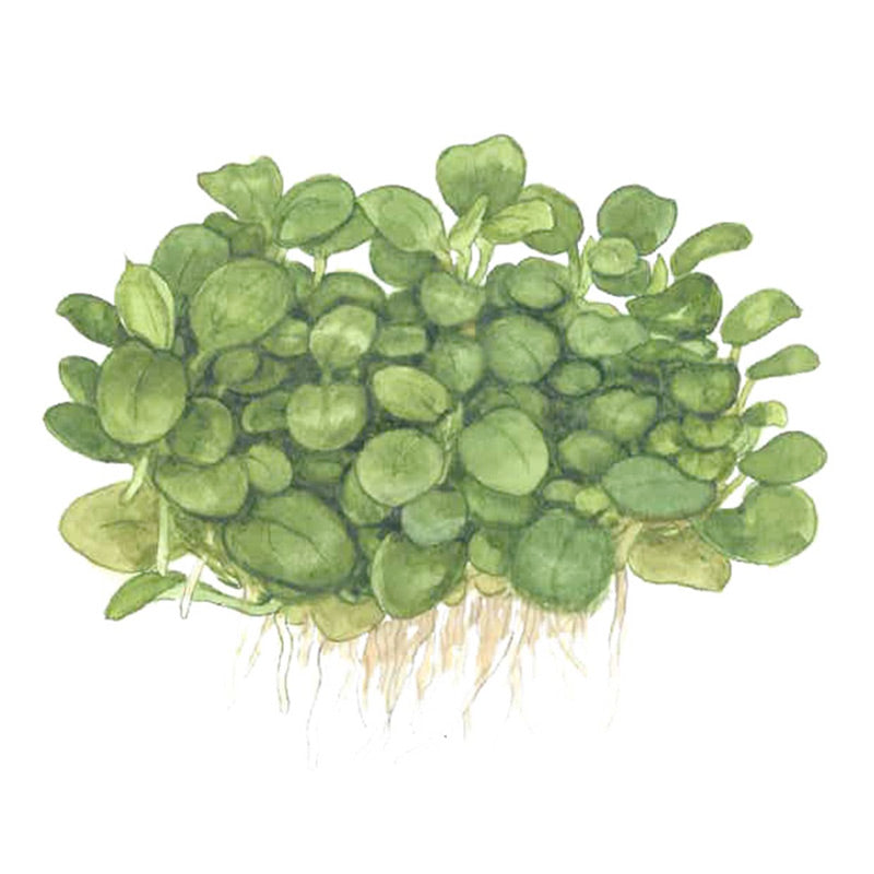 Anubias barteri 'Mini Coin' Nr.9 - Maxi Zoo Danmark