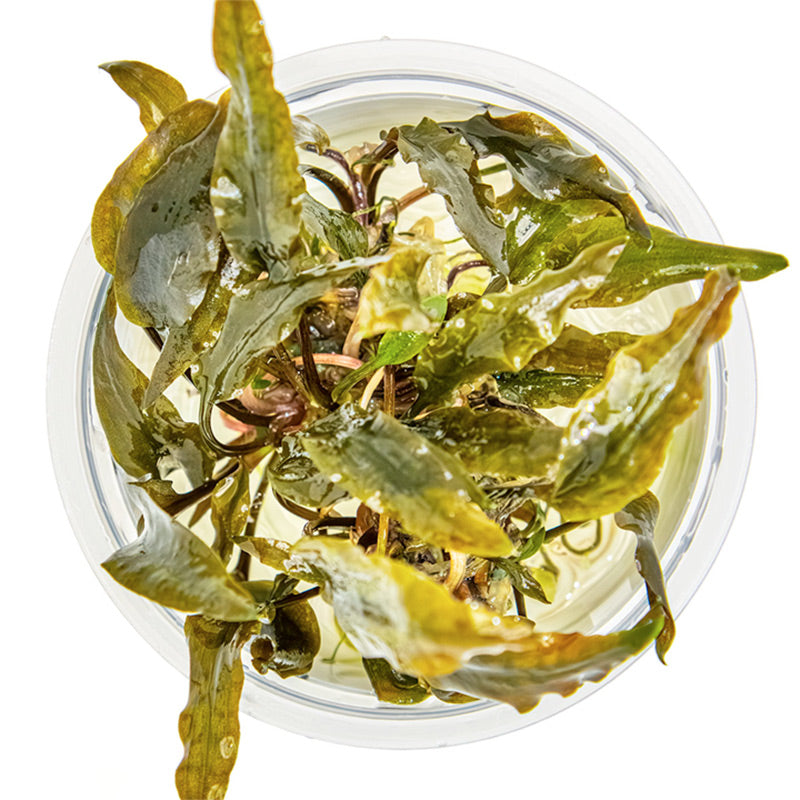 Cryptocoryne wendtii 'Mi Oya' Nr.8 - Maxi Zoo Danmark