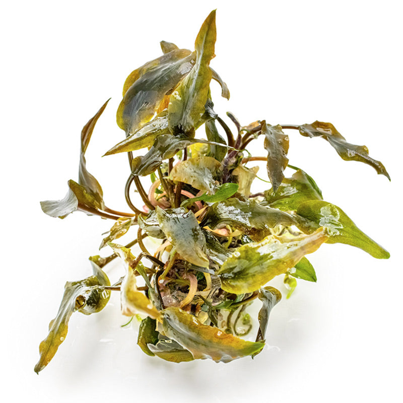 Cryptocoryne wendtii 'Mi Oya' Nr.8 - Maxi Zoo Danmark
