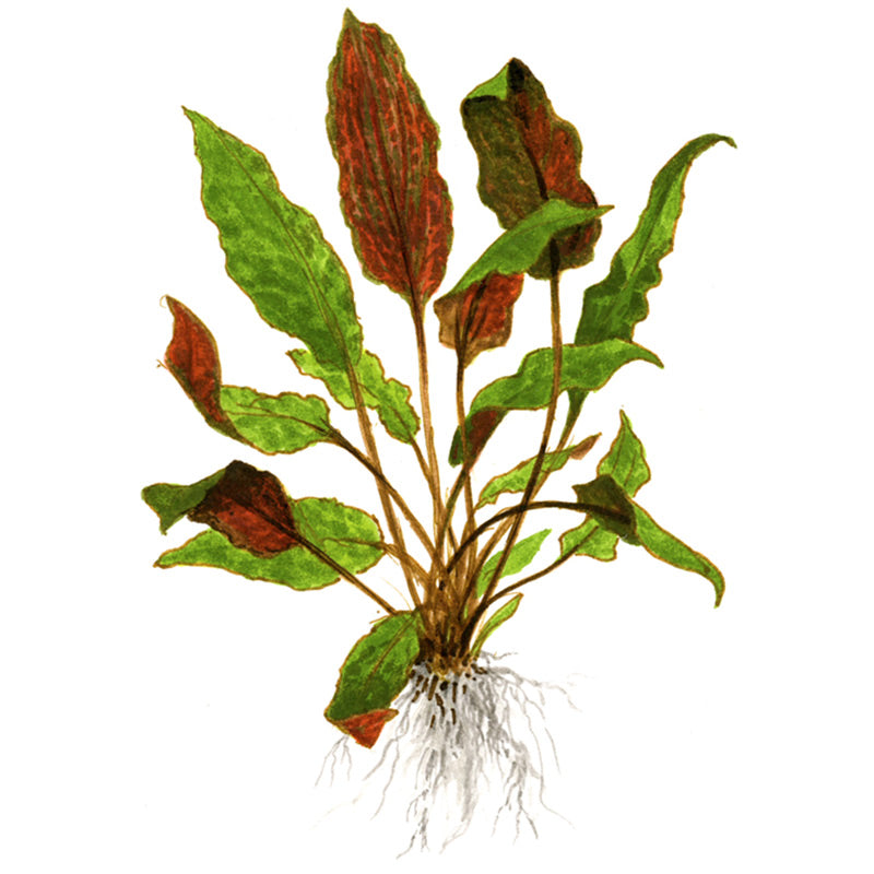Cryptocoryne wendtii 'Mi Oya' Nr.8 - Maxi Zoo Danmark