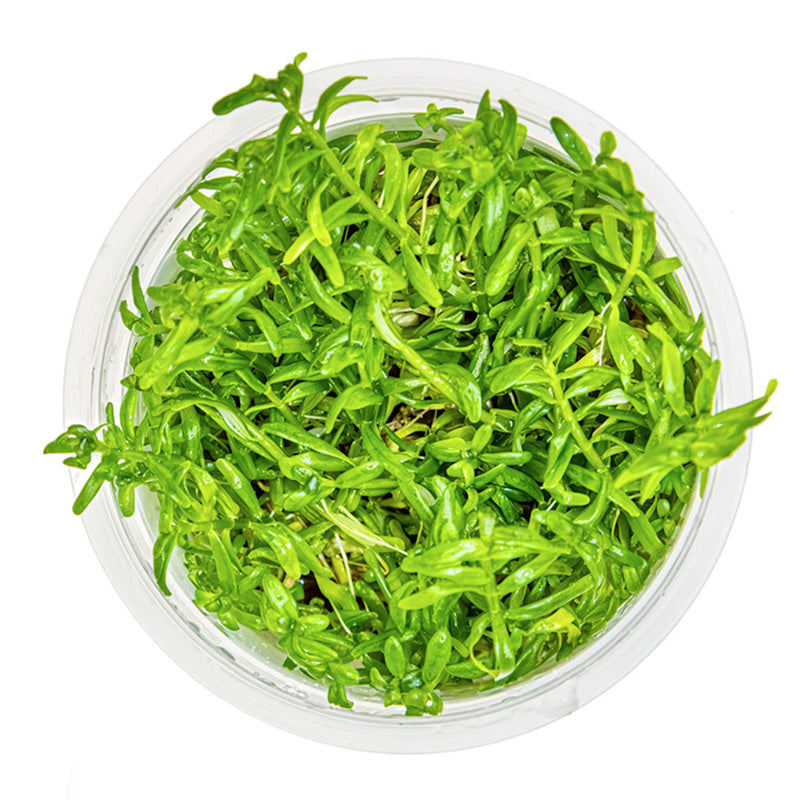 Rotala rotundifolia 'Green' Nr. 8 - Maxi Zoo Danmark