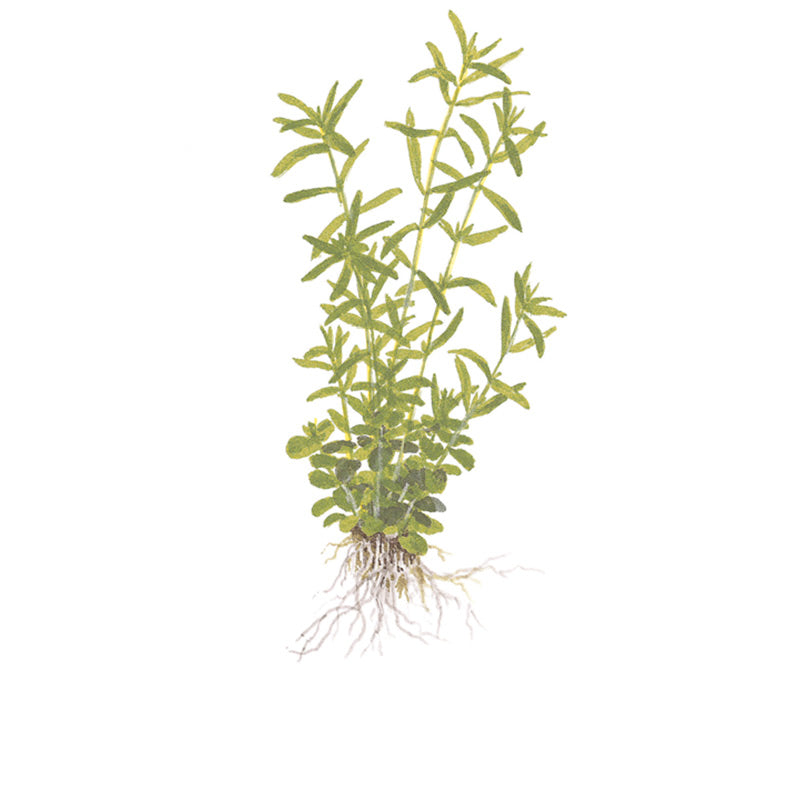 Rotala rotundifolia 'Green' Nr. 8 - Maxi Zoo Danmark
