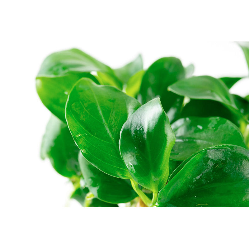 Anubias barteri nana