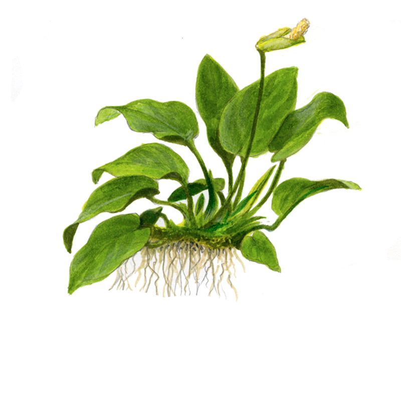 Anubias barteri nana
