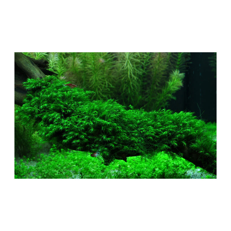 Fissidens fontanus
