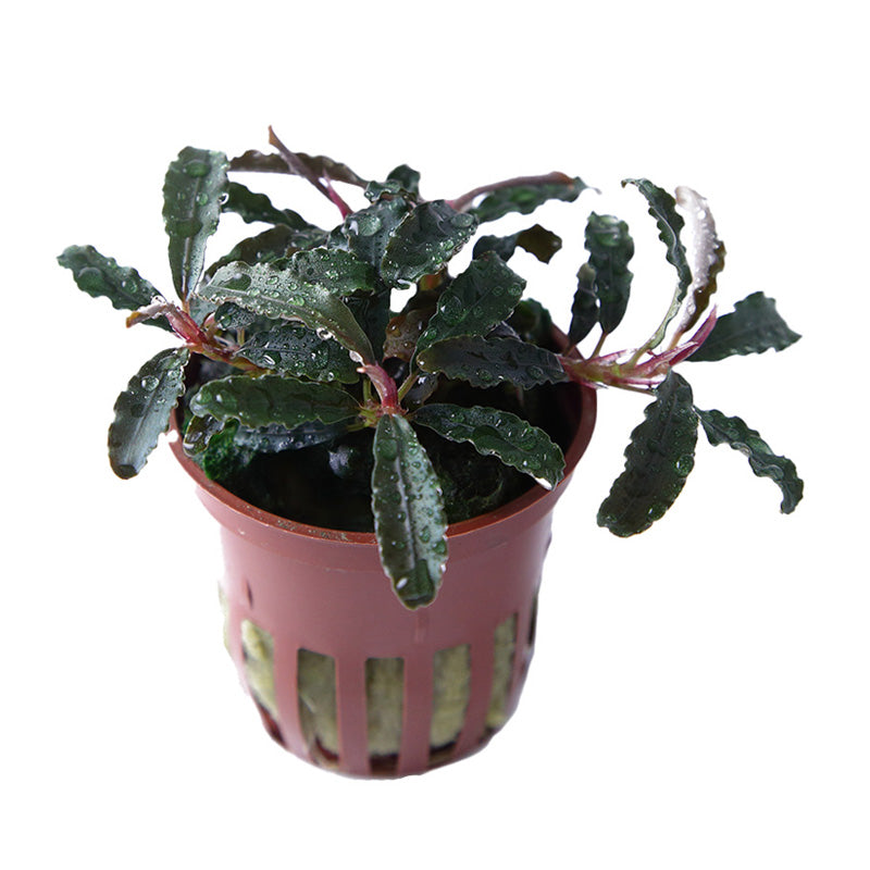 Bucephalandra 'Kedagang'