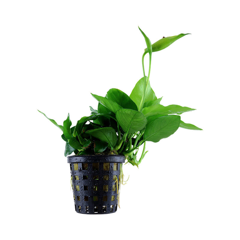 Anubias barteri var. nana