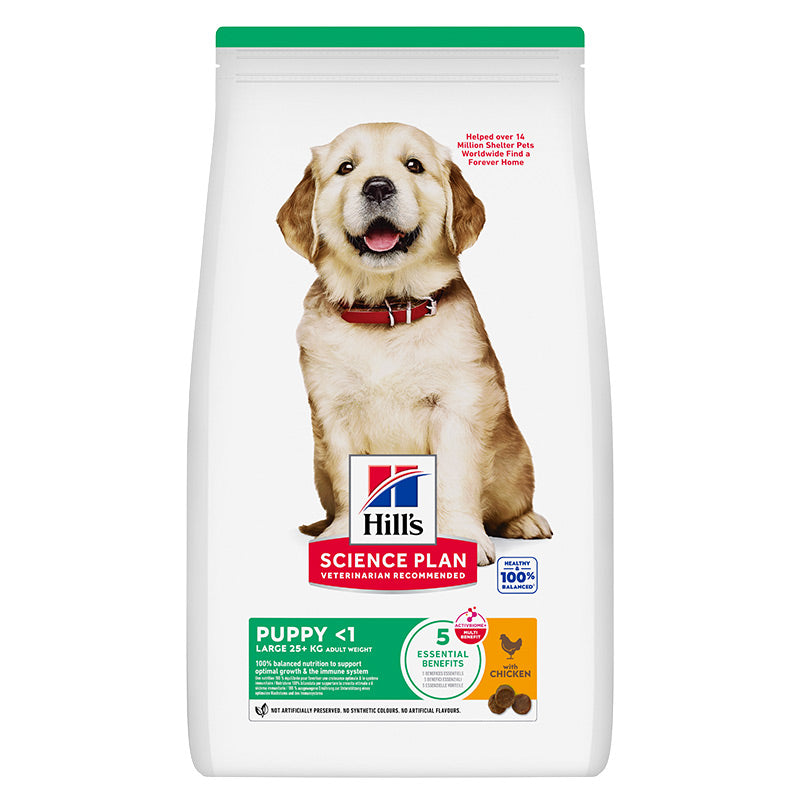 Junior Large