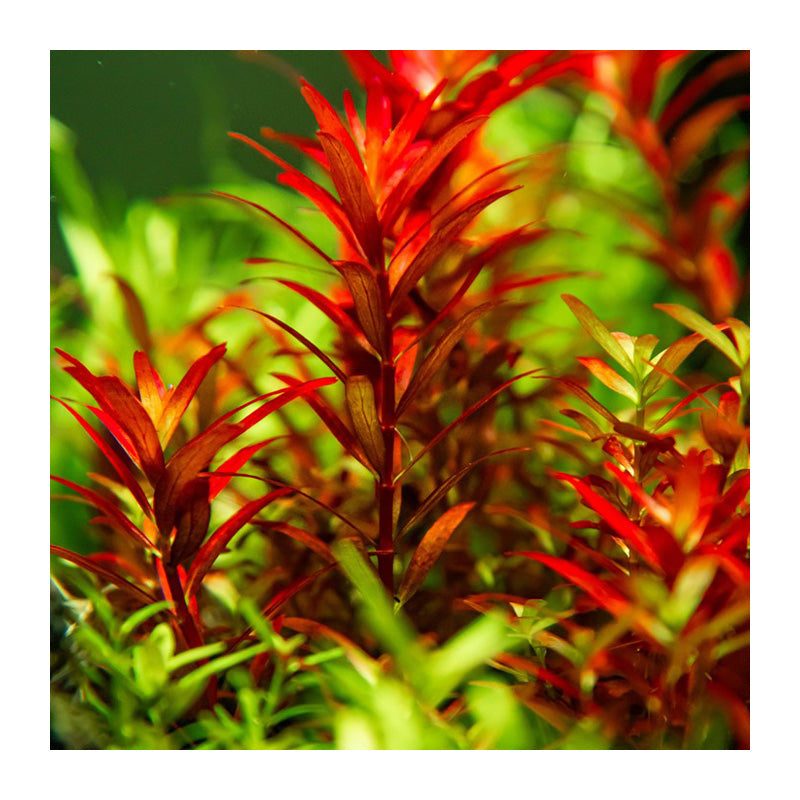 Rotala rotundifolia Blood Red bæger