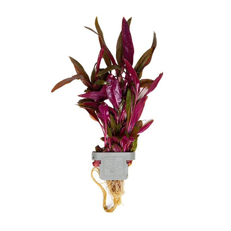 Alternanthera reineckii 'Pink' clip