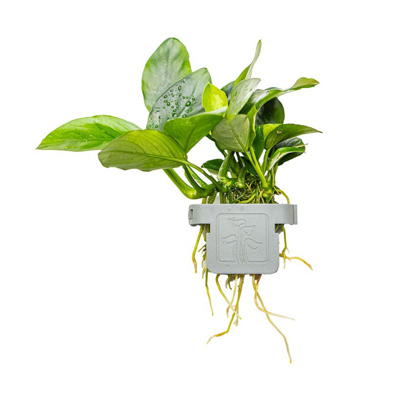 Anubias barteri nana clip