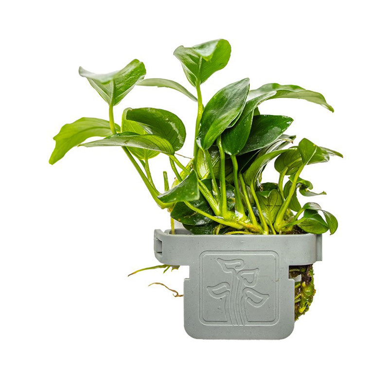 Anubias barteri 'Petite' clip