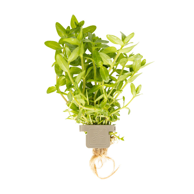 Bacopa caroliniana clip