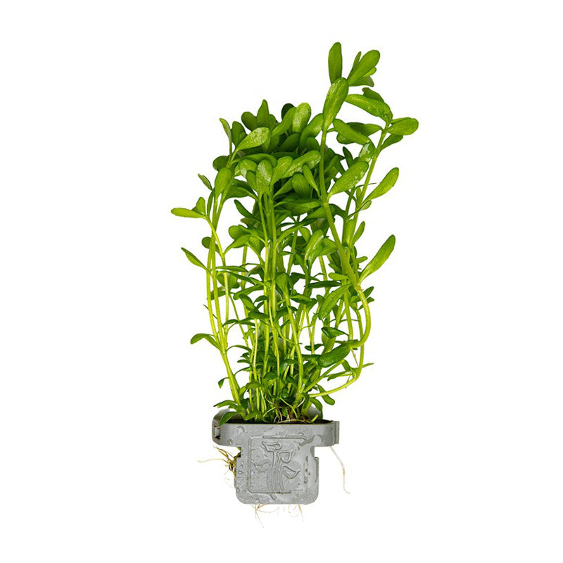 Bacopa monnieri 'Compact' clip