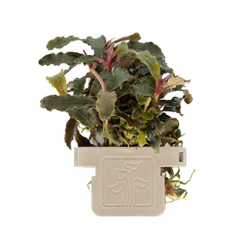 Bucephalandra diabolica Kedagang clip
