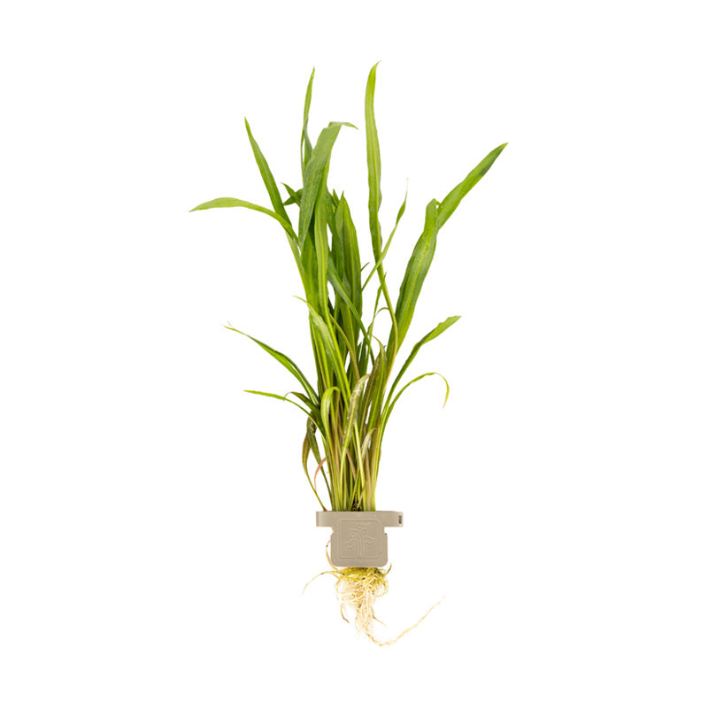 Cryptocoryne spiralis 'Red' clip