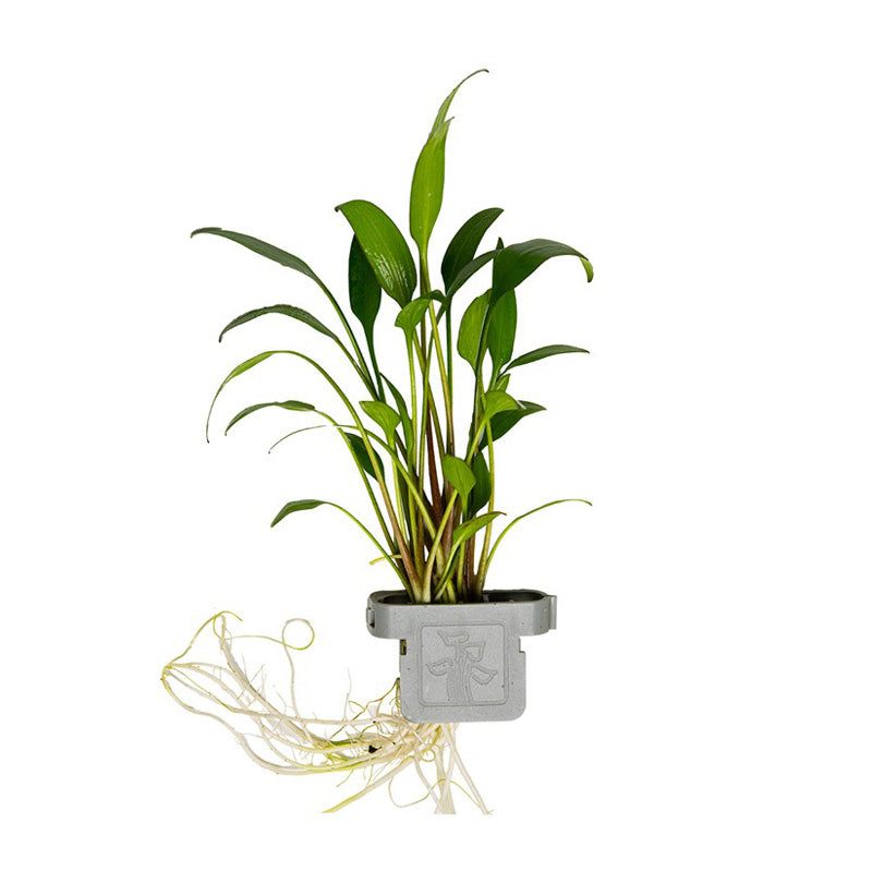 Cryptocoryne x willisii clip