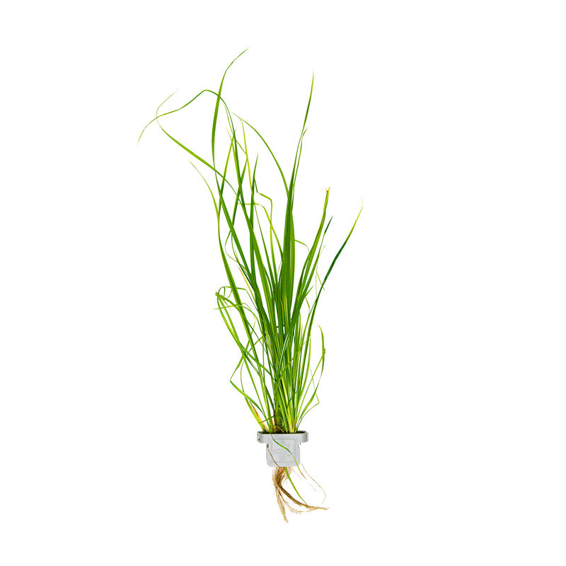 Cyperus helferi clip