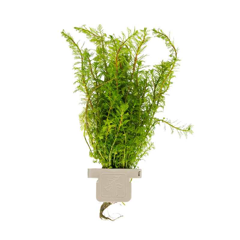 Myriophyllum mattogrossense clip