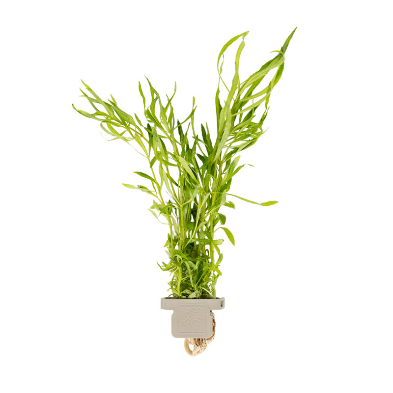 Pogostemon quadrifolius clip