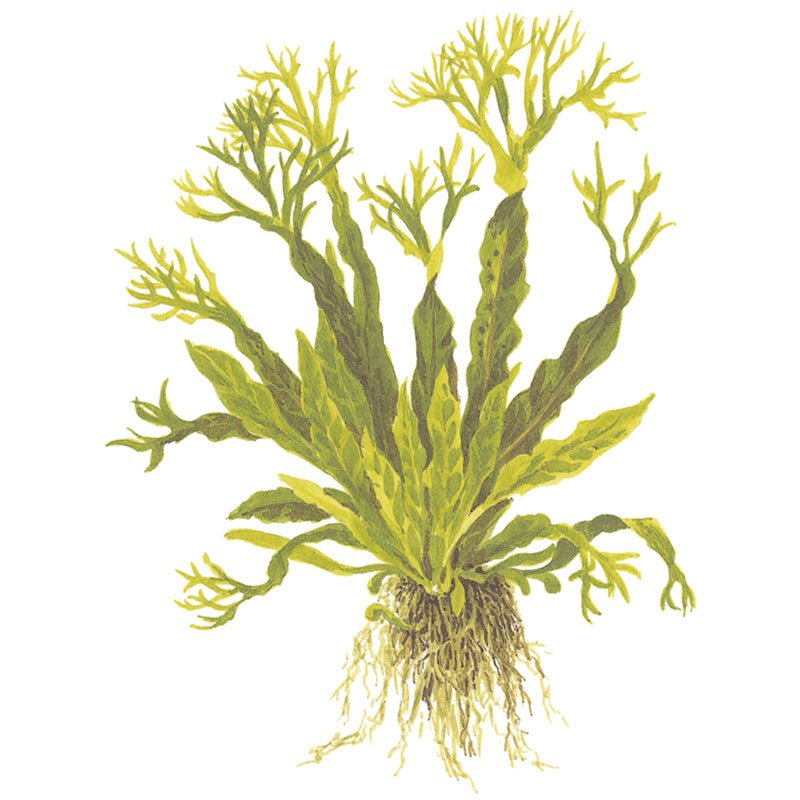Microsorum pteropus Windeløv ca. 10-12 cm - Maxi Zoo Danmark