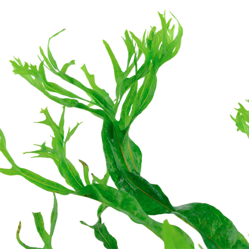 Microsorum pteropus 'Windeløv' Nr.12 på rod m/sugekop - Maxi Zoo Danmark