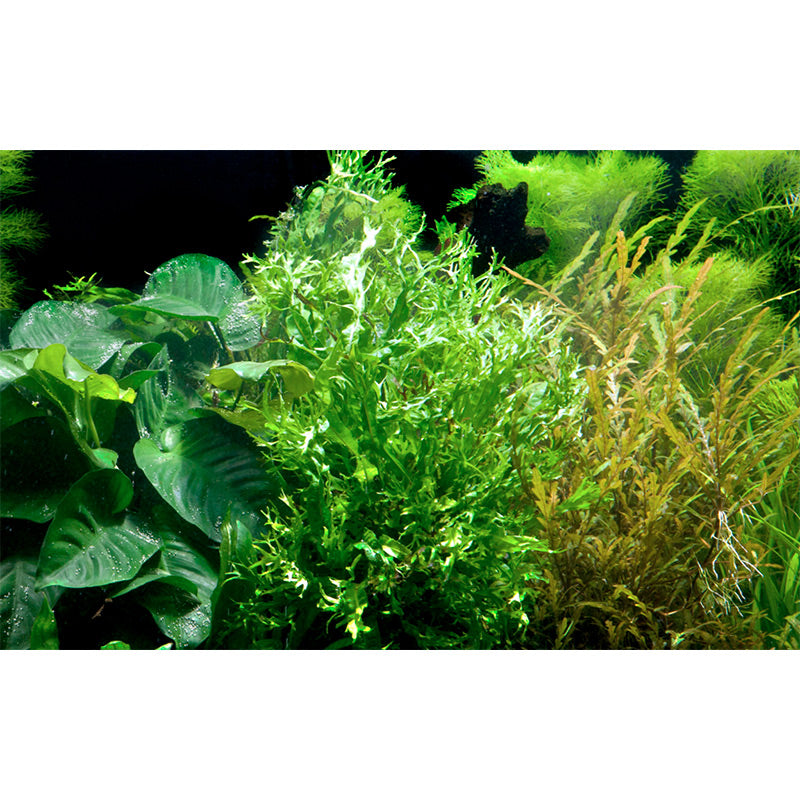 Microsorum pteropus 'Windeløv' Nr.12 på rod m/sugekop - Maxi Zoo Danmark