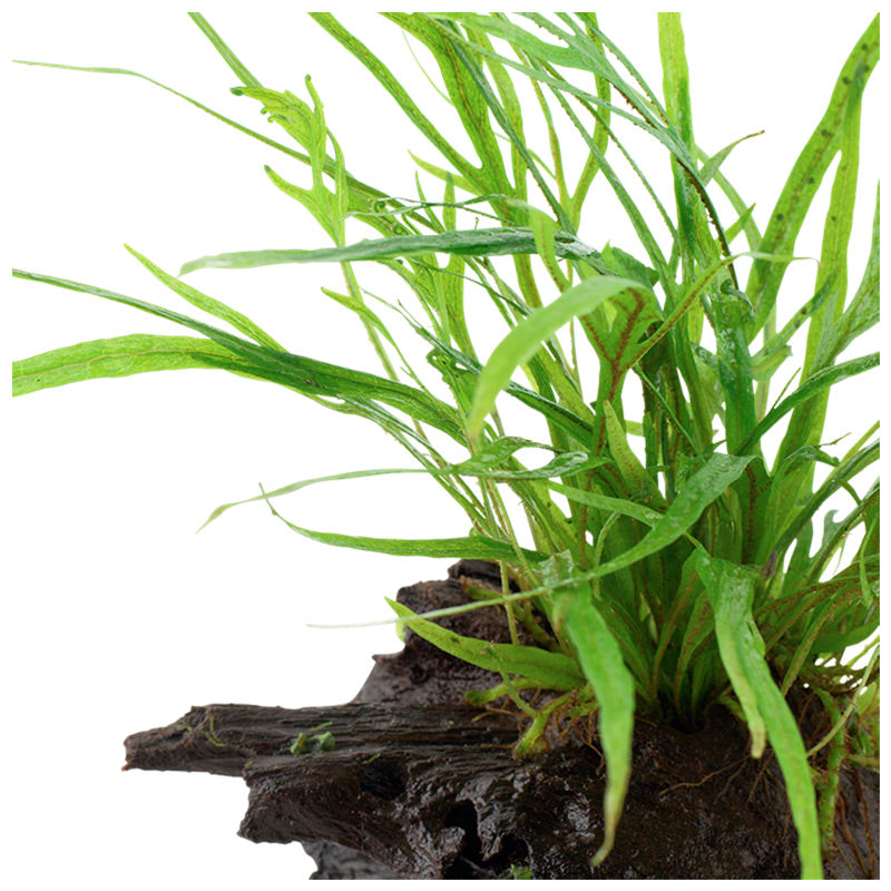 Microsorum pteropus 'Trident' Nr.11 ca. 15-20 cm på rod - Maxi Zoo Danmark