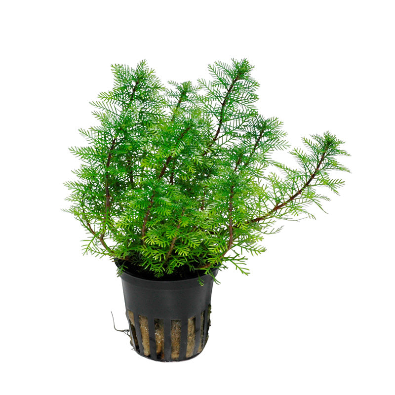 Tropica Myriophyllum Mattogros