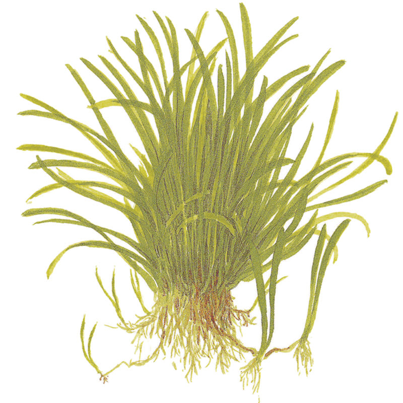 Lilaeopsis brasiliensis Nr.8 1-2-Grow! - Maxi Zoo Danmark