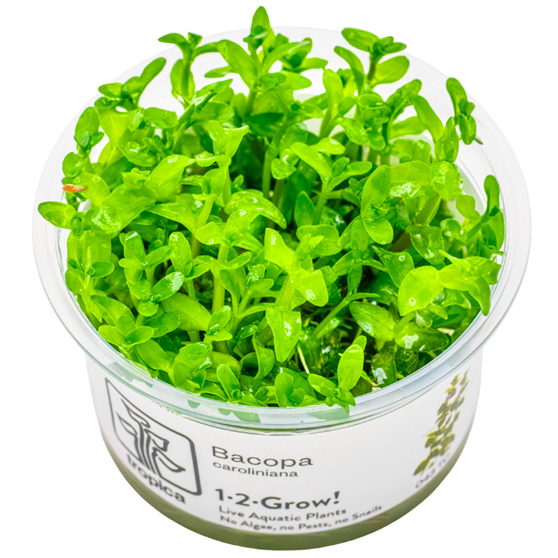 Bacopa caroliniana Nr.8 - Maxi Zoo Danmark