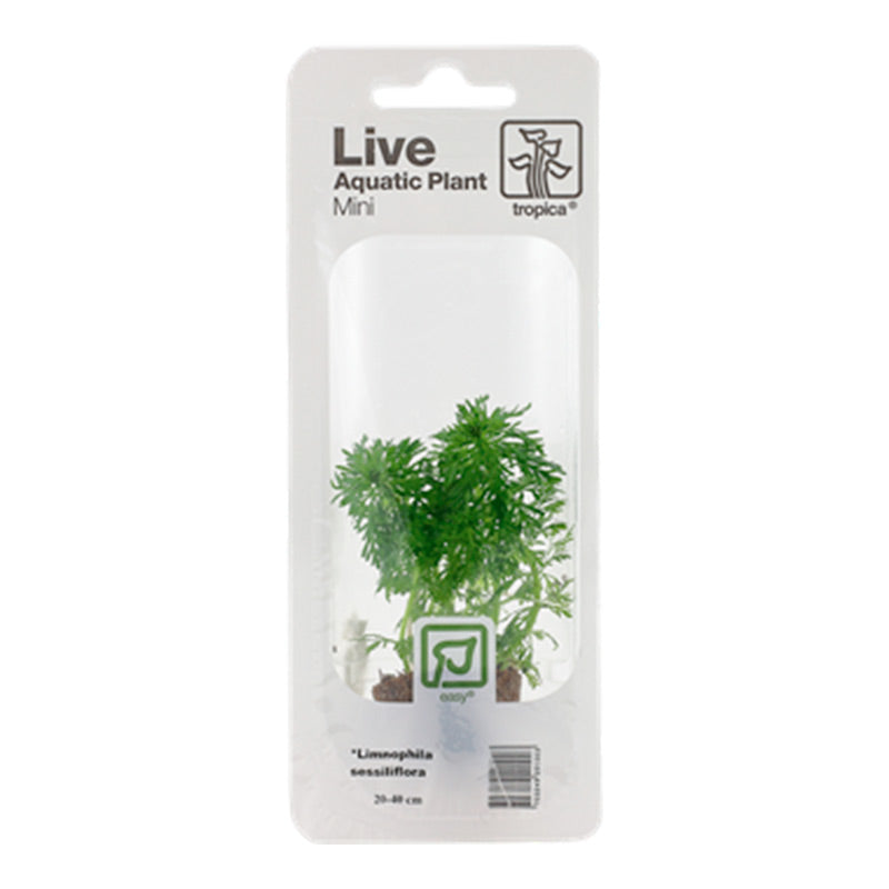 Limnophila sessiliflora Nr.4 minipotte 1 stk - Maxi Zoo Danmark